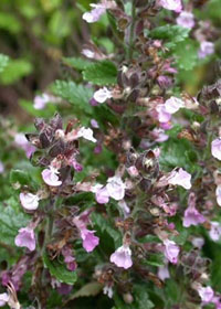 Teucrium chamaedrys 'Nanum'